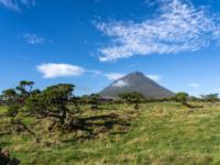 Knorrige Wacholderbäume auf der Hochfläche mit Pico - Pico